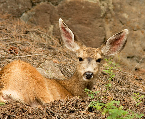 Mule Deer Odocoileus hemionus
