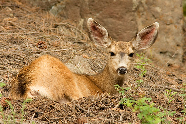 Mule Deer Odocoileus hemionus