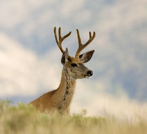 Mule Deer Odocoileus hemionus
