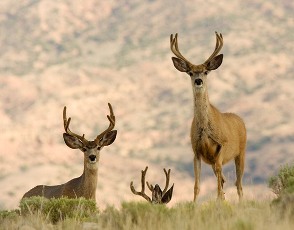 Mule Deer Odocoileus hemionus