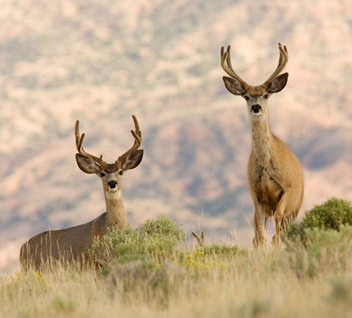 Mule Deer Odocoileus hemionus