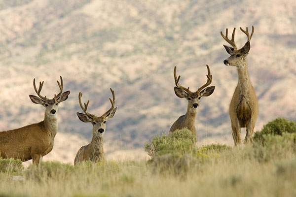 Mule Deer Odocoileus hemionus