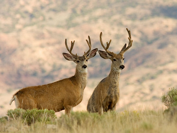 Mule Deer Odocoileus hemionus