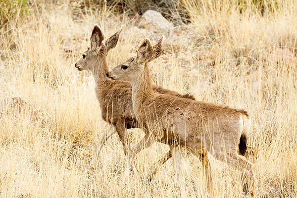Mule Deer Odocoileus hemionus