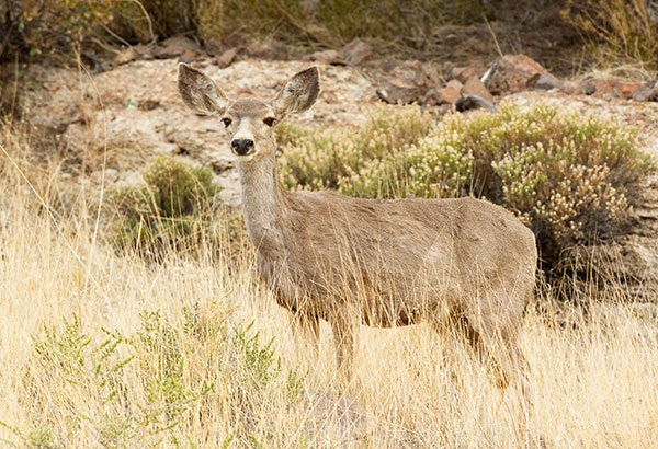 Mule Deer Odocoileus hemionus