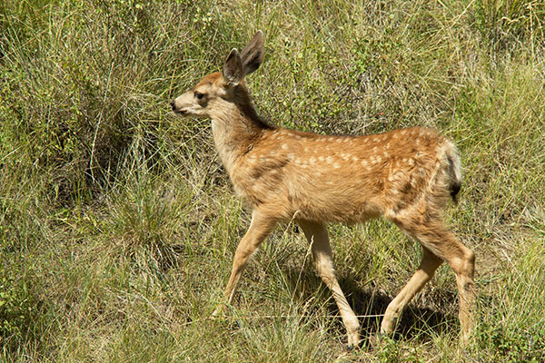 Mule Deer Odocoileus hemionus