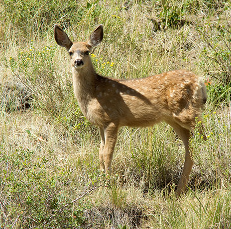 Mule Deer Odocoileus hemionus