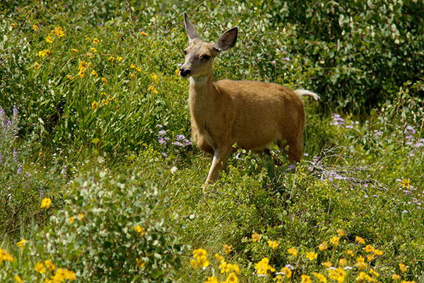 Mule Deer Odocoileus hemionus