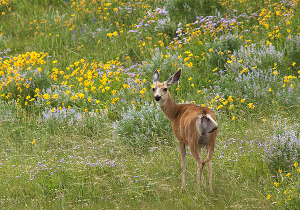 Mule Deer Odocoileus hemionus