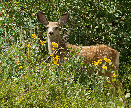 Mule Deer Odocoileus hemionus
