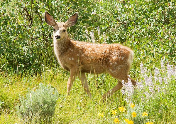 Mule Deer Odocoileus hemionus