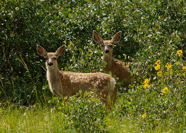 Mule Deer Odocoileus hemionus