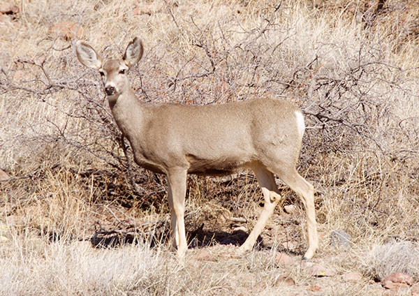 Mule Deer Odocoileus hemionus