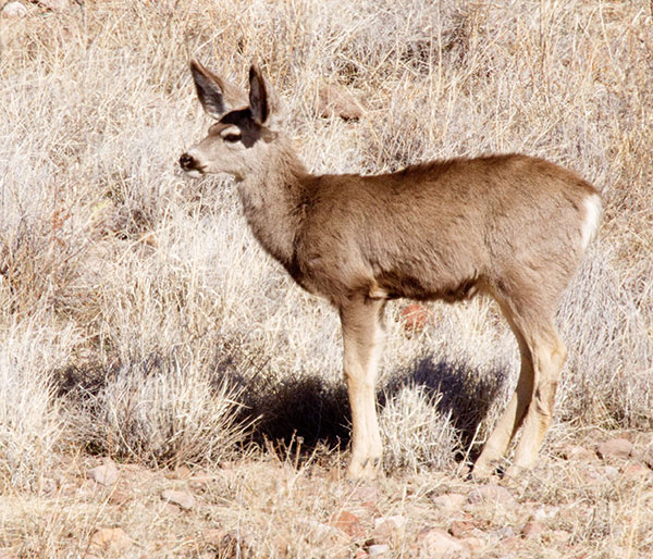 Mule Deer Odocoileus hemionus