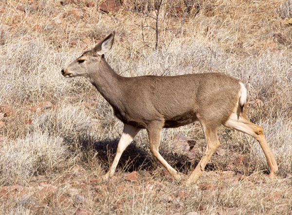 Mule Deer Odocoileus hemionus