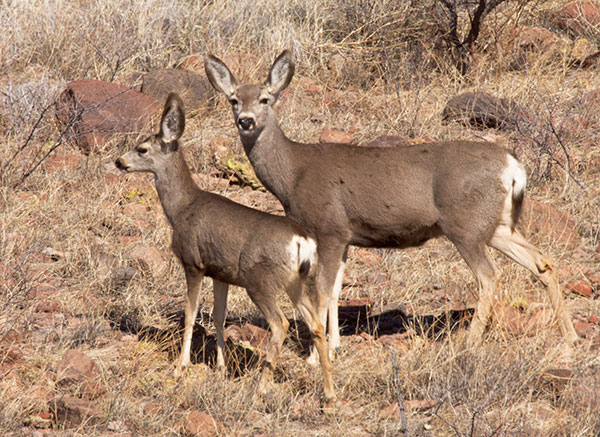 Mule Deer Odocoileus hemionus