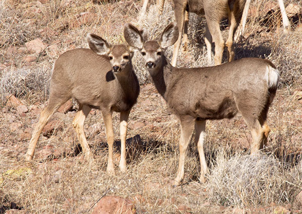 Mule Deer Odocoileus hemionus