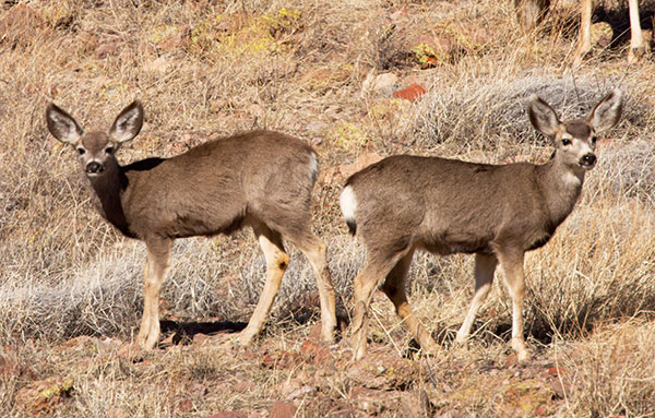 Mule Deer Odocoileus hemionus