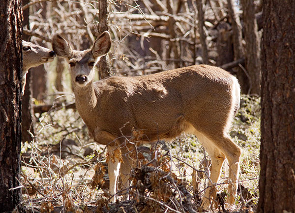 Mule Deer Odocoileus hemionus