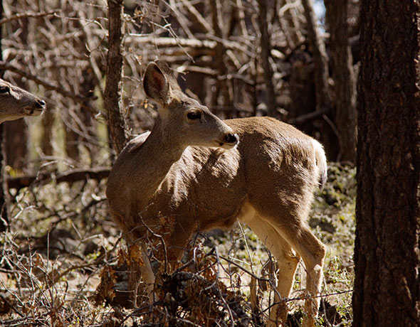 Mule Deer Odocoileus hemionus