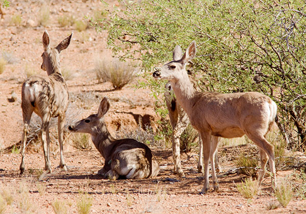 Mule Deer Odocoileus hemionus