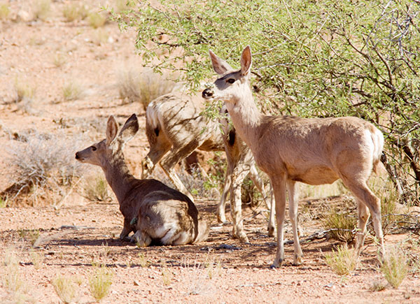 Mule Deer Odocoileus hemionus