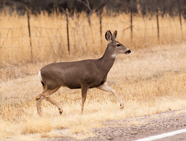 Mule Deer Odocoileus hemionus