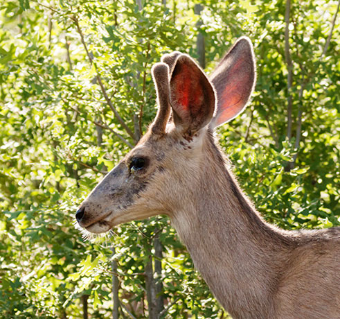 Mule Deer Odocoileus hemionus