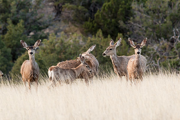 Mule Deer Odocoileus hemionus