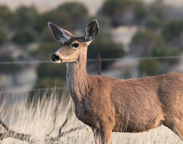 Mule Deer Odocoileus hemionus