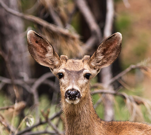 Mule Deer Odocoileus hemionus