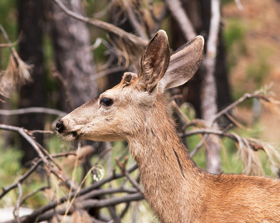Mule Deer Odocoileus hemionus
