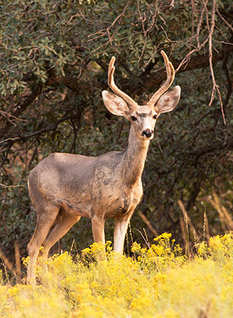 Mule Deer Odocoileus hemionus