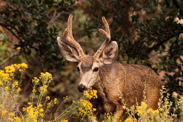 Mule Deer Odocoileus hemionus