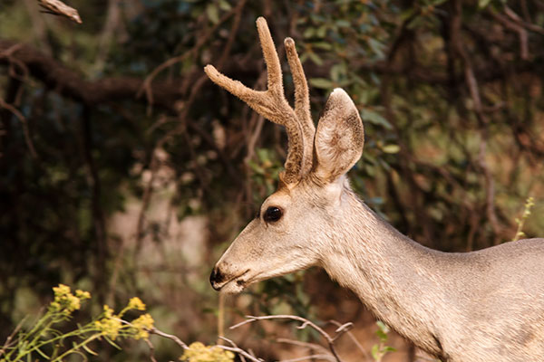 Mule Deer Odocoileus hemionus