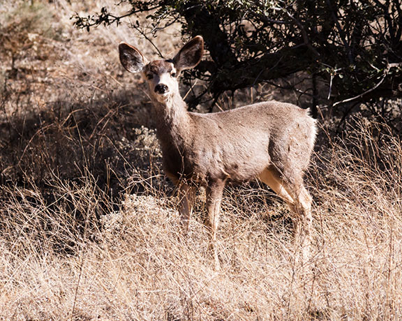 Mule Deer Odocoileus hemionus