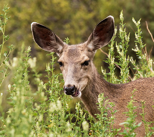 Mule Deer Odocoileus hemionus