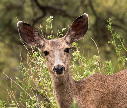 Mule Deer Odocoileus hemionus
