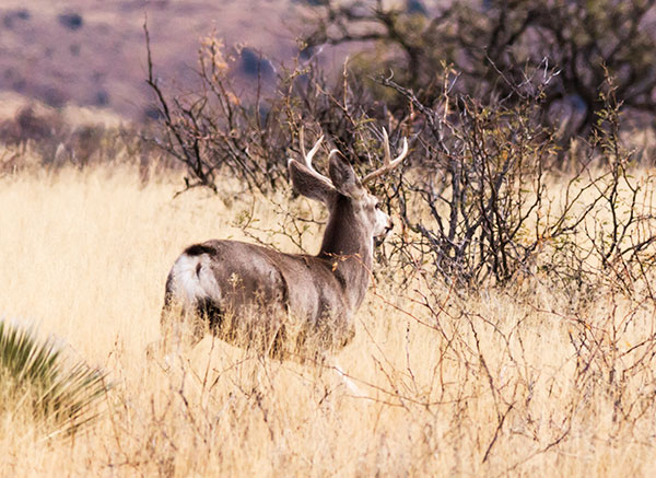 Mule Deer Odocoileus hemionus