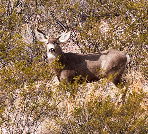 Mule Deer Odocoileus hemionus