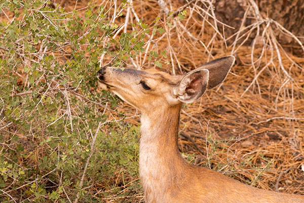 Mule Deer Odocoileus hemionus