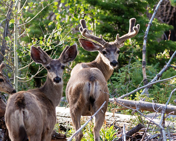 Mule Deer Odocoileus hemionus