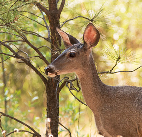 Mule Deer Odocoileus hemionus