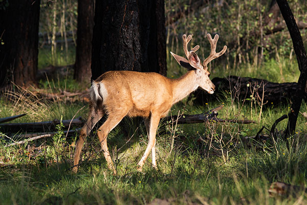 Mule Deer Odocoileus hemionus