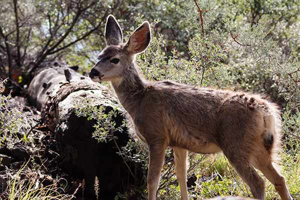 Mule Deer Odocoileus hemionus