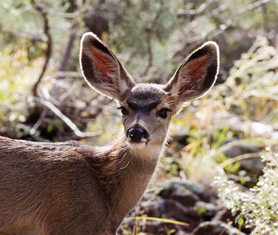 Mule Deer Odocoileus hemionus