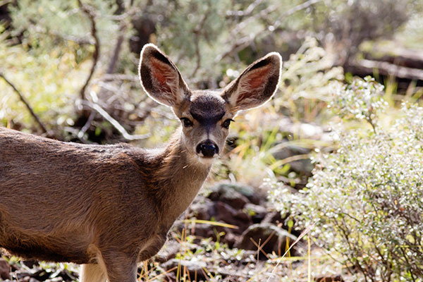 Mule Deer Odocoileus hemionus