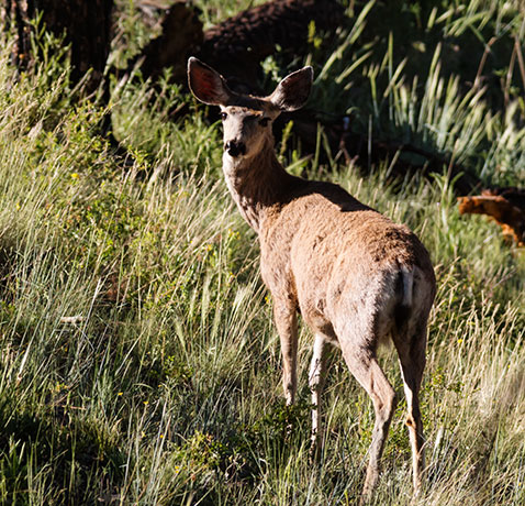 Mule Deer Odocoileus hemionus