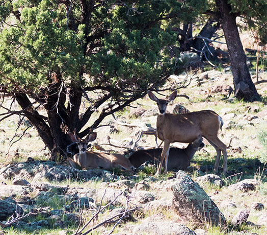 Mule Deer Odocoileus hemionus