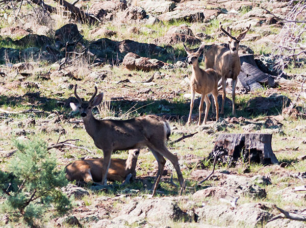 Mule Deer Odocoileus hemionus